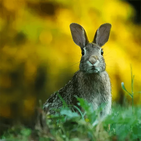 Clear First Solutions - Rabbit Pest Control Specialists