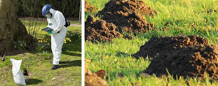 Clear First Solutions - Mole Control Specialists