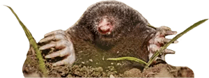 Clear First Solutions - Mole Pest Control